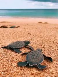 tortues 