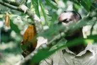 cacao sao tome