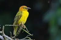 birds sao tome 