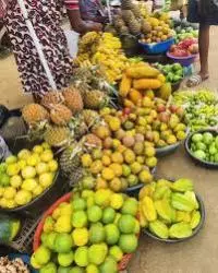 tropical fruits 