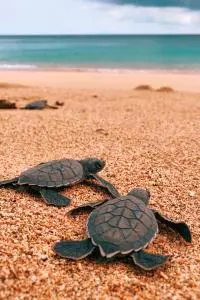 tortues 
