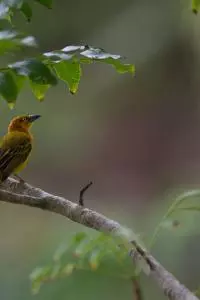birds sao tome 