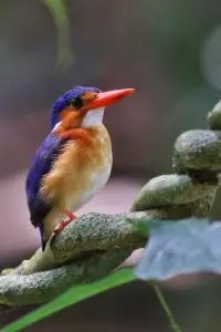 birds sao tome 