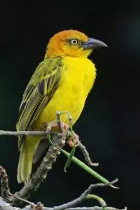 birds sao tome 