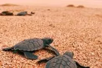 tortues 