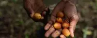 fruits