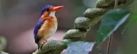 birds sao tome 