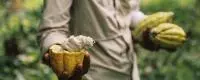 fruits